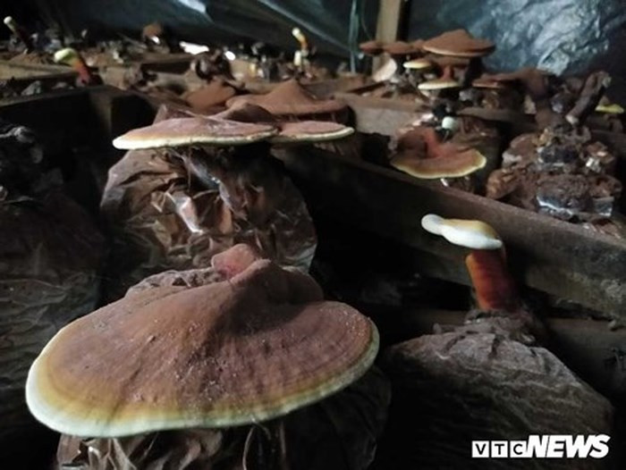 Nhiều loại nấm được chị Dơn trông phát triển rất tốt. (Ảnh: Thanh Hải) Nhiều loại nấm được chị Dơn trông phát triển rất tốt. (Ảnh: Thanh Hải)