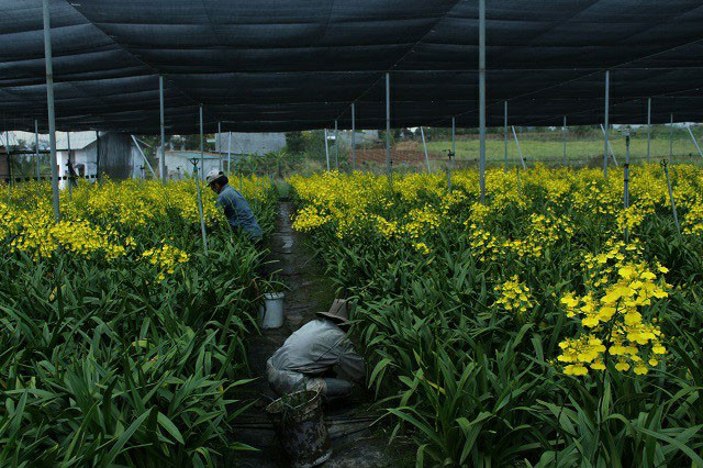 Công việc nhiều nên các công nhân phải liên tục có mặt trong vườn để chăm sóc cho lan.