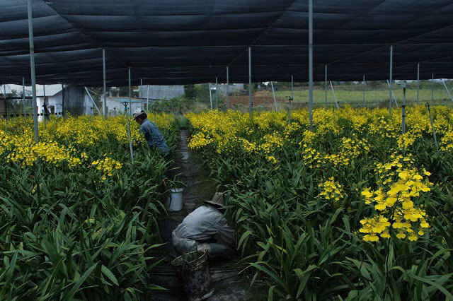 Công việc nhiều nên các công nhân phải liên tục có mặt trong vườn để chăm sóc cho lan.