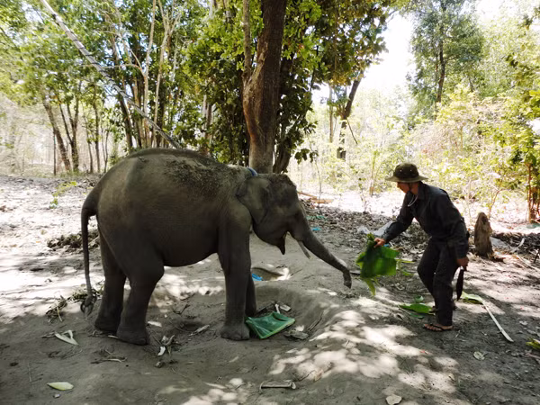  Voi con Gold đang được chăm sóc tại Trung tâm Bảo tồn voi Đắk Lắk.