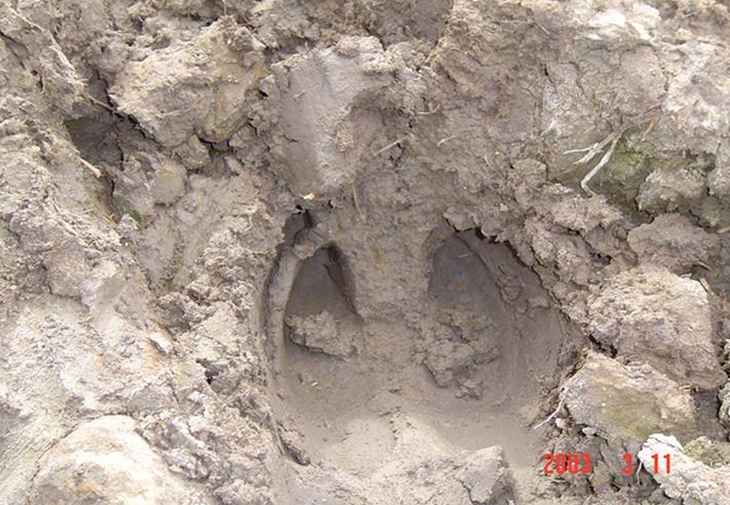 Dấu chân bò tót để lại ở bãi thú Ya Book Dấu chân bò tót để lại ở bãi thú Ya Book