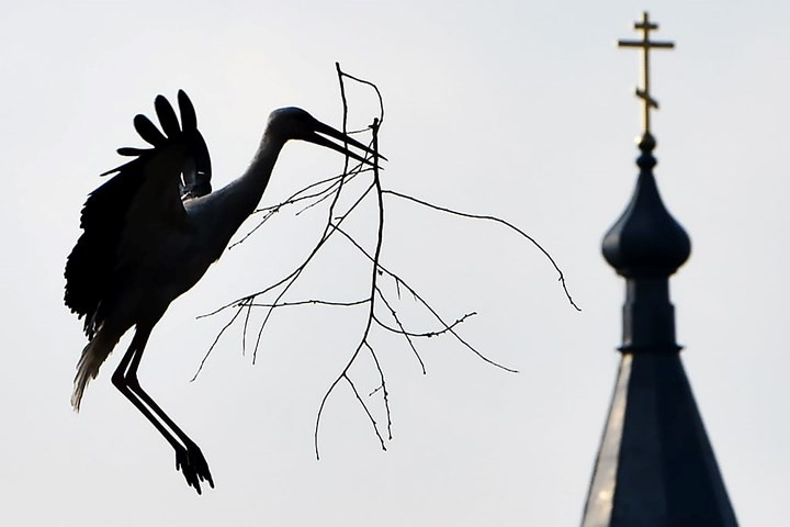 Chú cò thu nhặt cành cây làm tổ tại làng Krevo, Belarus. Ảnh: AFP