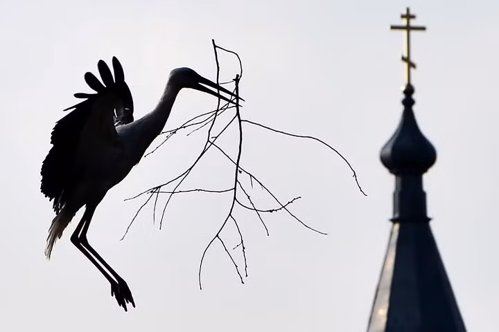 Chú cò thu nhặt cành cây làm tổ tại làng Krevo, Belarus. Ảnh: AFP