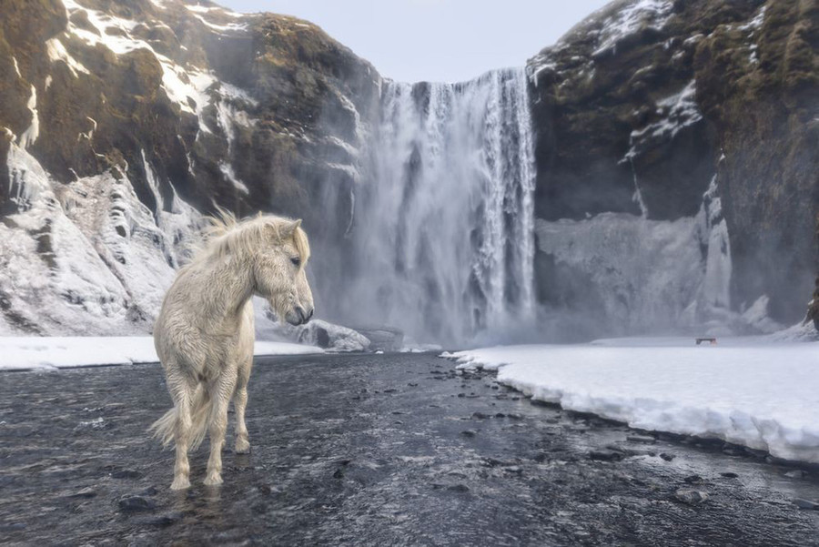 Nhiếp ảnh gia E. Arencibia đã trải qua cái lạnh cắt da để ghi lại hình ảnh chú ngựa hoang dã tại vùng băng giá Eyvindarhólar, Iceland - Ảnh: E. ARENCIBIA/NG