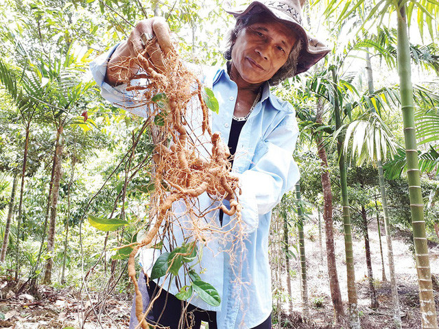 Củ sâm ba kích đến kỳ thu hoạch.