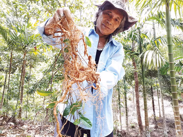 Củ sâm ba kích đến kỳ thu hoạch.