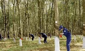 Ảnh internet Ảnh internet