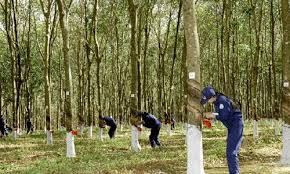 Ảnh internet Ảnh internet