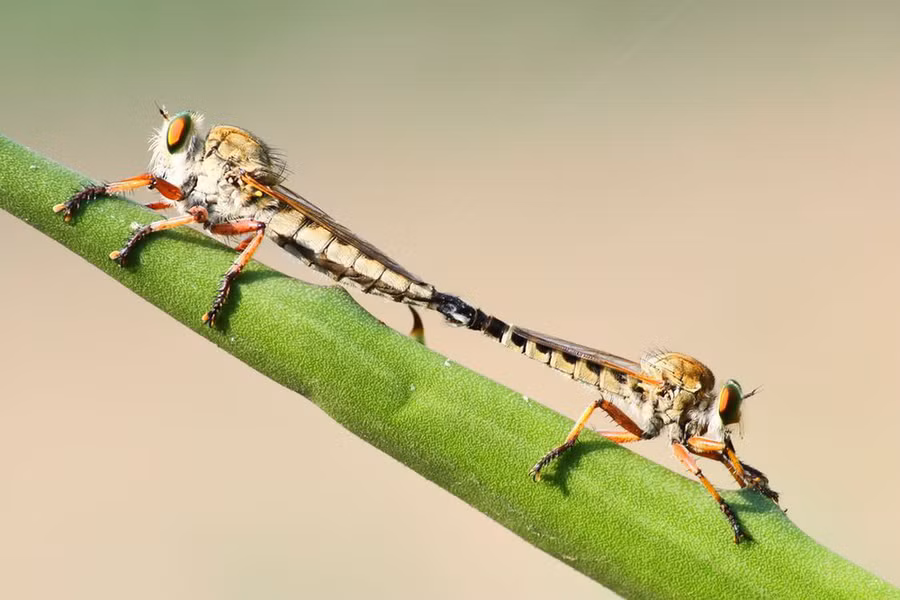 Nhiếp ảnh gia Aaditya Deodhar đang dạo qua cánh đồng cỏ ở Bangalore, Ấn Độ để chụp ảnh các loài chim thì bắt gặp cặp ruồi đang 