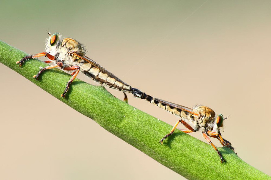 Nhiếp ảnh gia Aaditya Deodhar đang dạo qua cánh đồng cỏ ở Bangalore, Ấn Độ để chụp ảnh các loài chim thì bắt gặp cặp ruồi đang 