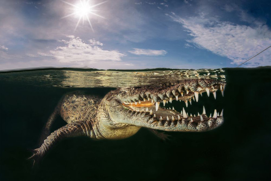 Con cá sấu đang thả trôi mặt nước để phơi nắng tại vùng rừng ngập mặn thuộc Cuba - Ảnh: MASSIMO GIORGETTA/NG