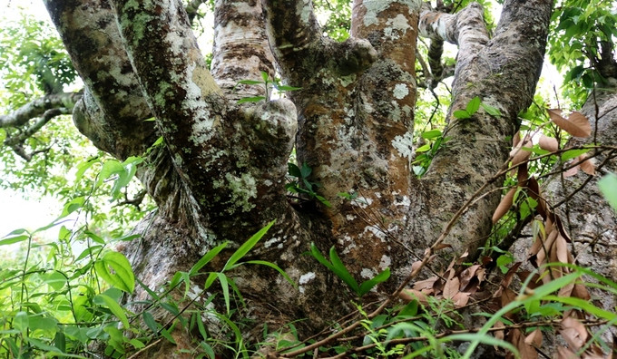 Hiện rừng vải còn khoảng 1.300 cây, trong đó cây to nhất có đường kính thân lên tới gần 1,5 m, cao khoảng 7-8 m. Khách du lịch đến đảo Cát Bà, sau khi qua phà Bến Gót - Cái Giềng sẽ đi theo đường xuyên vườn quốc. Qua trung tâm vườn 200 m là vườn vải hiện ra trước mắt, phía bên tay phải. Để xuống thăm rừng vải, du khách chỉ cần để xe bên đường, đi bộ vài chục mét là tới. Khách có thể thưởng thức thoải mái mà không mất phí.