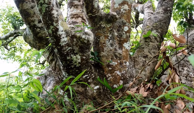 Hiện rừng vải còn khoảng 1.300 cây, trong đó cây to nhất có đường kính thân lên tới gần 1,5 m, cao khoảng 7-8 m. Khách du lịch đến đảo Cát Bà, sau khi qua phà Bến Gót - Cái Giềng sẽ đi theo đường xuyên vườn quốc. Qua trung tâm vườn 200 m là vườn vải hiện ra trước mắt, phía bên tay phải. Để xuống thăm rừng vải, du khách chỉ cần để xe bên đường, đi bộ vài chục mét là tới. Khách có thể thưởng thức thoải mái mà không mất phí.