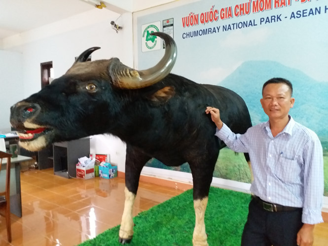 Tiêu bản da bò tót nặng hơn 1 tấn được trưng bày ở Ban quản lý Vườn quốc gia Chư Mom Ray Tiêu bản da bò tót nặng hơn 1 tấn được trưng bày ở Ban quản lý Vườn quốc gia Chư Mom Ray