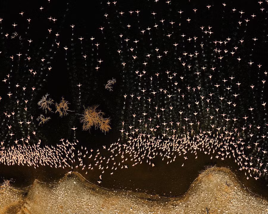 Đàn chim hồng hạt tung bay đồng loạt trở nên ấn tượng khi chụp từ flycam - Ảnh: CHENGUANG XIAO/NG