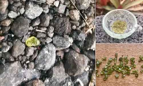 Đá olivine do người dân nhặt ở gần khu vực dung nham chảy qua. Ảnh: Twitter.