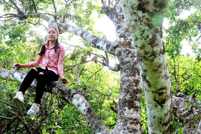  Toàn bộ thân cây rêu phong phủ kín mốc trắng. Khuyến cáo: Rừng vải phát triển tự nhiên, phía dưới cổ mọc um tùm, nhiều muỗi. Để tránh côn trùng du khách cần mang theo dầu gió, cao hoặc thuốc.