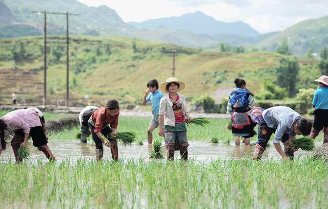 Cấy lúa. Cấy lúa.
