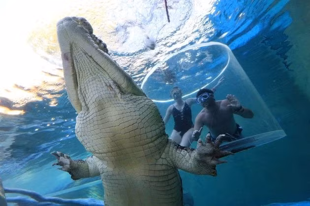  Chúng được mệnh danh là những sát thủ đáng gờm