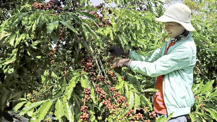 Để cây công nghiệp là cây trồng chủ lực của Tây Nguyên cần sự vào cuộc của nhiều “nhà”  Để cây công nghiệp là cây trồng chủ lực của Tây Nguyên cần sự vào cuộc của nhiều “nhà”