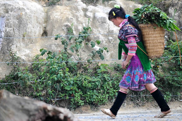 Đa phần những bé lớn đều phải giúp bố mẹ lên rừng kiếm rau, kiếm củi.