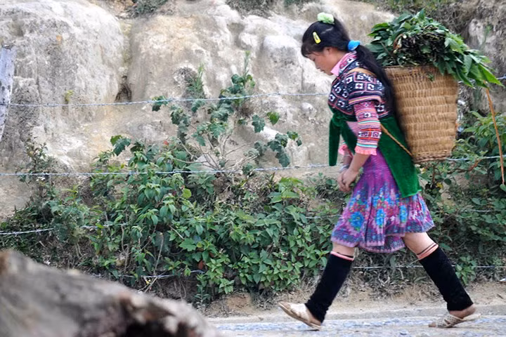 Đa phần những bé lớn đều phải giúp bố mẹ lên rừng kiếm rau, kiếm củi.