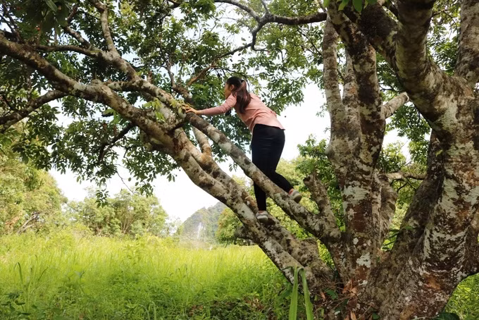 Thanh Hà (Hải Dương) được mệnh danh là đất vải thiều, xong để có cả một rừng vải cổ với đường kính thân lên tới cả mét, vài ba người ôm thì chỉ có ngoài đảo Cát Bà, Hải Phòng.