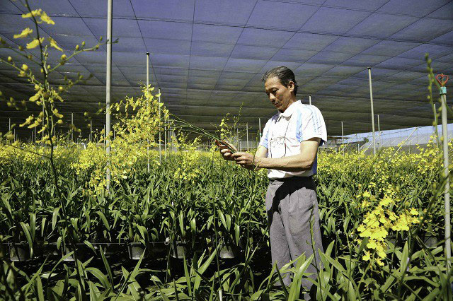 Ông Hải bên vườn lan vũ nữ mang lại tiền tỷ cho gia đình.
