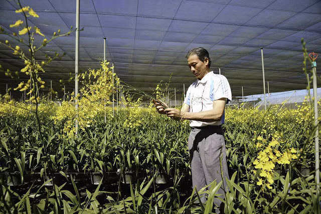 Ông Hải bên vườn lan vũ nữ mang lại tiền tỷ cho gia đình.