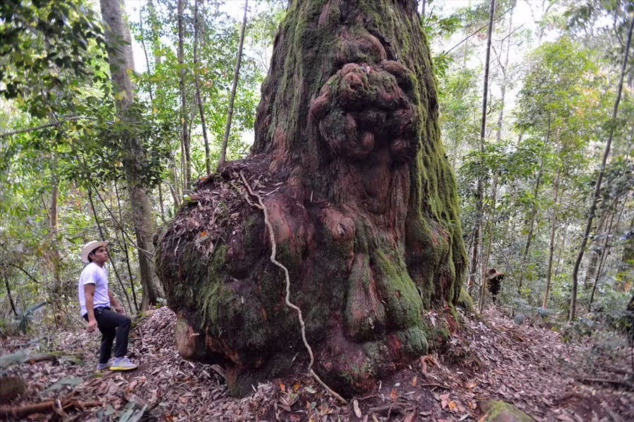 Gốc pơmu khổng lồ có hình dáng như một con hổ đang thu mình ngồi im với vẻ mặt đầy bí hiểm. Gốc pơmu khổng lồ có hình dáng như một con hổ đang thu mình ngồi im với vẻ mặt đầy bí hiểm.