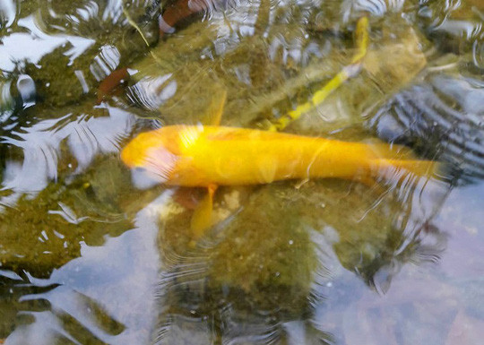 Con cá rô có màu vàng rực rỡ.