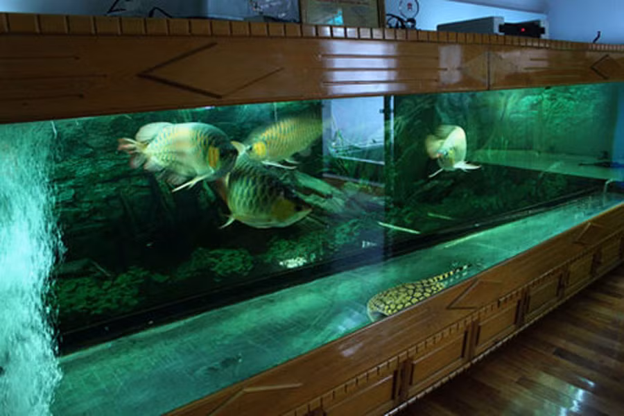  'Thủy cung' của năm chú huyết long tại nhà anh Chính Ngọc - một người chơi cá rồng nổi tiếng ở Hà Nội.