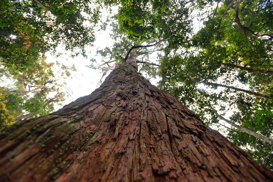 Lớp vỏ sần sùi và dáng đứng thẳng tắp đầy đặc trưng của loài pơmu cổ. Lớp vỏ sần sùi và dáng đứng thẳng tắp đầy đặc trưng của loài pơmu cổ.
