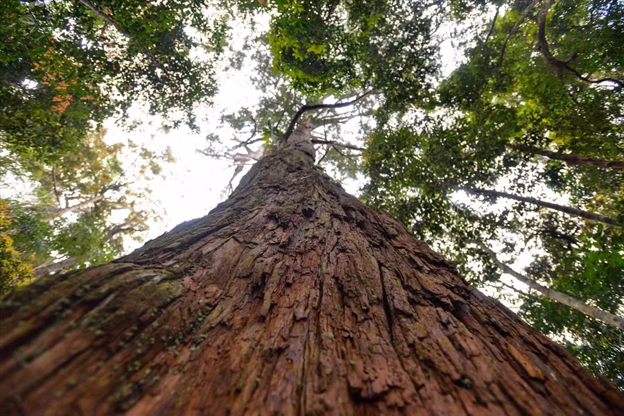 Lớp vỏ sần sùi và dáng đứng thẳng tắp đầy đặc trưng của loài pơmu cổ. Lớp vỏ sần sùi và dáng đứng thẳng tắp đầy đặc trưng của loài pơmu cổ.