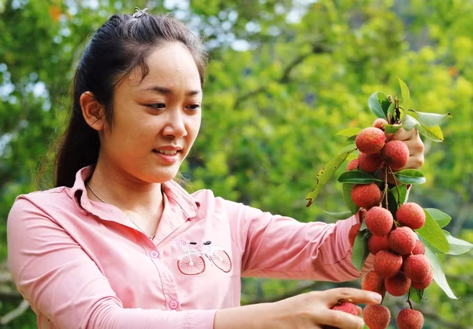Cũng theo ông Say, ngày đó lãnh đạo lâm trường cho hay, đây là giống vải thiều Thanh Hà (Hải Dương) được trồng vào những thập niên 60. Do điều kiện khí hậu và thổ nhưỡng tốt, cây vải phát triển mạnh và cho trái quanh năm. Trái vải Cát Bà to, khi chín vỏ có màu đỏ thẫm như vải thiều của vùng Lục Ngạn (Bắc Giang) và có vị ngọt rất đặc trưng, được nhiều du khách thích thú.