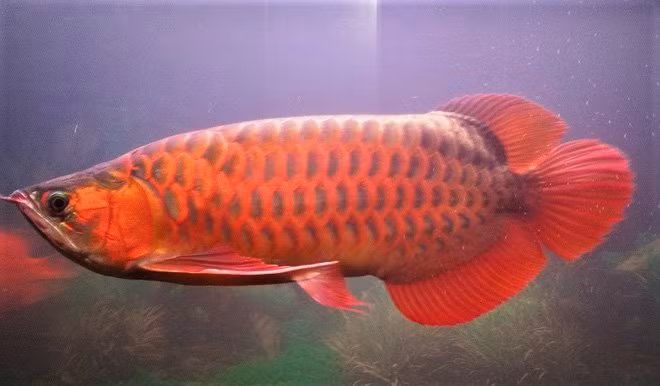 Cá rồng huyết long nổi bật nhờ sắc đỏ bên ngoài, hình dáng cân đối.