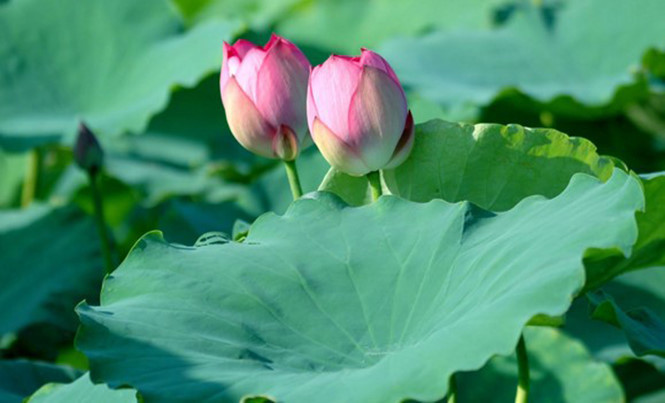 Hoa sen không chỉ đẹp mà còn giúp làm trắng, dưỡng da mịn màng