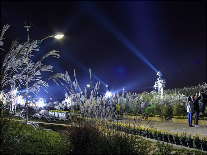 Lễ hội cỏ bạc – tại đây sẽ có nhiều hệ thống ánh sáng được lắp đặt chiếu sáng những ngọn cỏ tạo nên những làn sóng cỏ bạc rất đẹp phủ khắp công viên Haneul. Lễ hội cỏ bạc – tại đây sẽ có nhiều hệ thống ánh sáng được lắp đặt chiếu sáng những ngọn cỏ tạo nên những làn sóng cỏ bạc rất đẹp phủ khắp công viên Haneul.