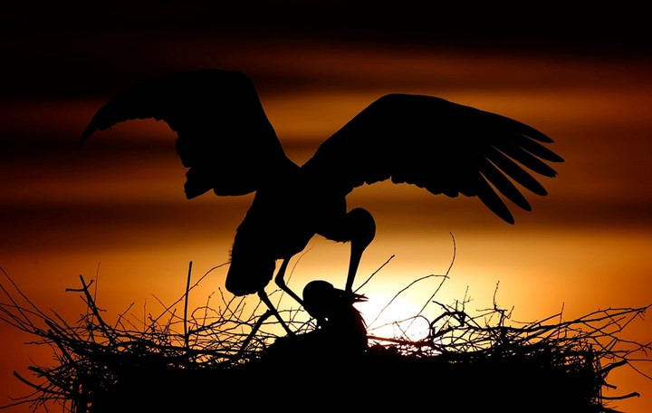 Chú cò trắng mớm mồi cho con tại Philippsburg, Đức. Ảnh: EPA