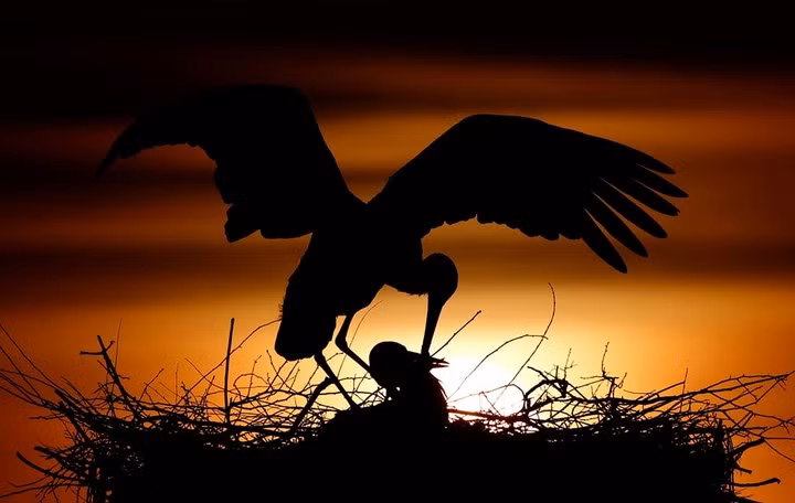 Chú cò trắng mớm mồi cho con tại Philippsburg, Đức. Ảnh: EPA