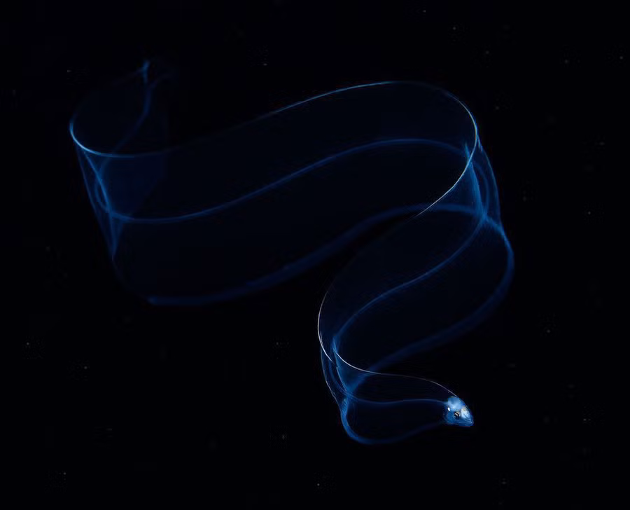 Một con cá chình con trong suốt như thủy tinh đang trốn nhanh khỏi kẻ săn mồi tại vùng biển Nhật Bản - Ảnh: YATWAI SO/NG