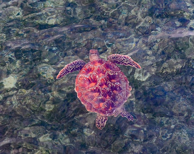  Chú rùa đỏ bơi trên những rạn san hô ngoài khơi Queensland, Australia. Ảnh: Alamy