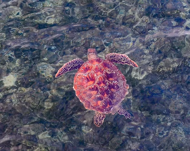  Chú rùa đỏ bơi trên những rạn san hô ngoài khơi Queensland, Australia. Ảnh: Alamy
