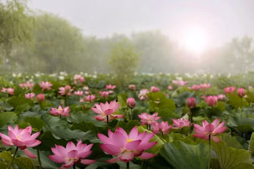 Lễ hội hoa Sen Buyeo Seodong Lễ hội hoa Sen Buyeo Seodong