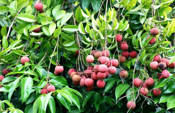 Rừng vải thiều nằm cách trung tâm thành phố Hải Phòng 30 km về hướng đông bắc, lọt thỏm giữa lòng chảo của vườn quốc gia Cát Bà - khu dự trữ sinh quyển thế giới. Cả rừng vải đang chín rộ, hương thơm phảng phất núi rừng.