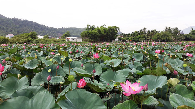 Sen Bàu Nghè (Xã Hòa Sơn, H.Hòa Vang, Đà Nẵng) đang rộ