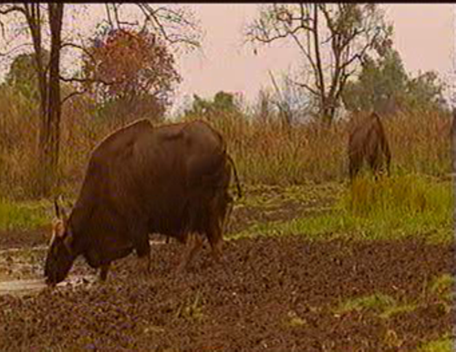 Bò tót ở bãi thú Ya Book năm 2009 Bò tót ở bãi thú Ya Book năm 2009