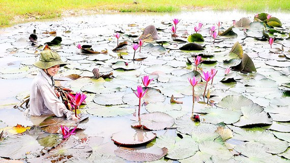 Người dân Tây Ninh thu hoạch bông súng Người dân Tây Ninh thu hoạch bông súng