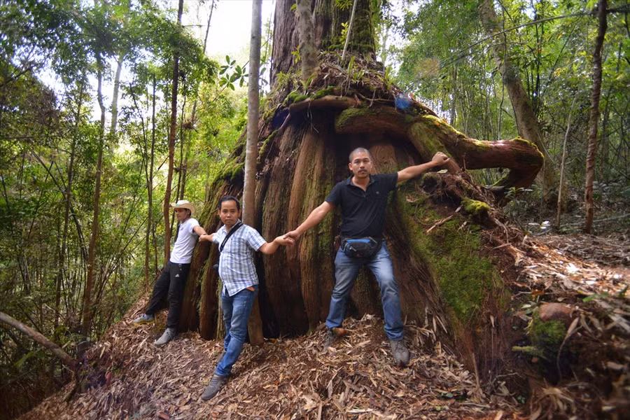 Cây pơmu được đặt tên Rồng có chu vi gốc 6 - 7 người ôm. Cây pơmu được đặt tên Rồng có chu vi gốc 6 - 7 người ôm.