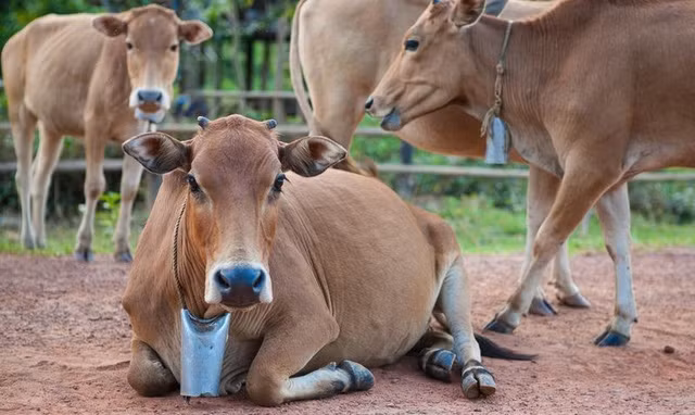  Lục lạc cho bò được tận dụng từ mảnh bom cũ